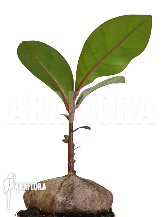 Barringtonia asiatica