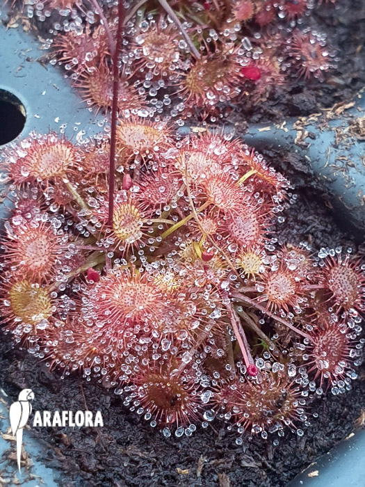 Drosera gracilis