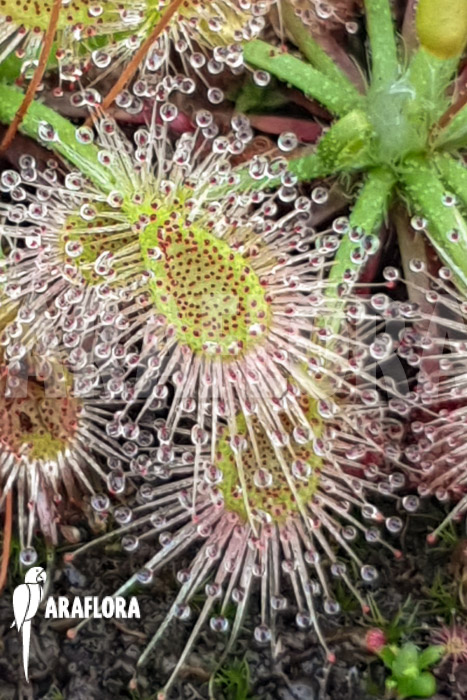 Drosera omissa