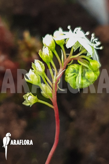 Drosera palacea (true type)