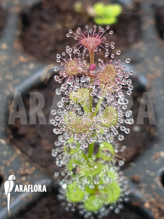 Drosera platypoda