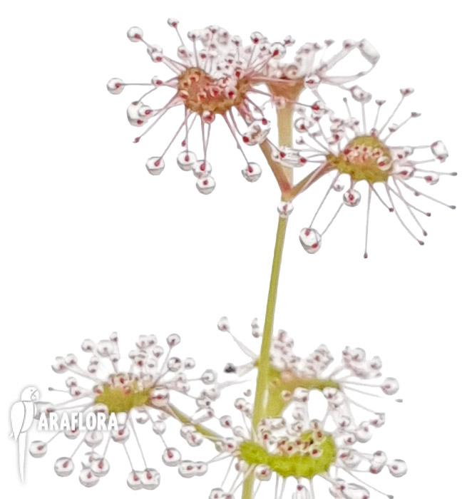 Drosera platypoda3