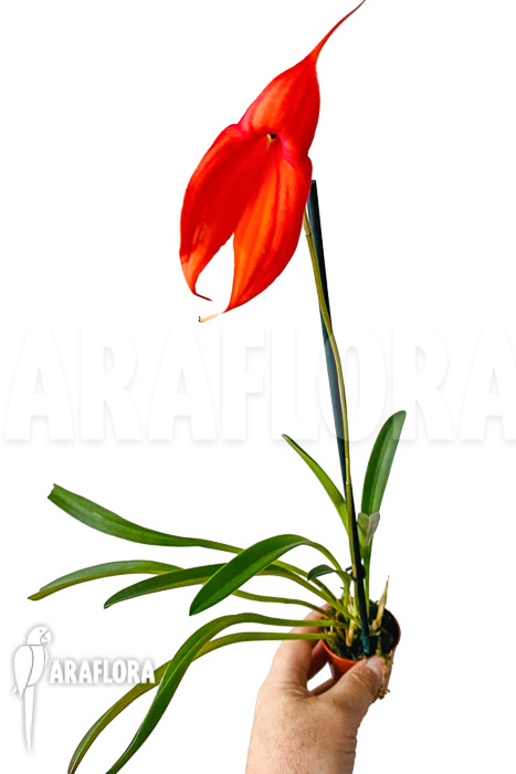 Masdevallia veitchiana