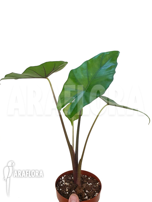Alocasia ‘Sumo’