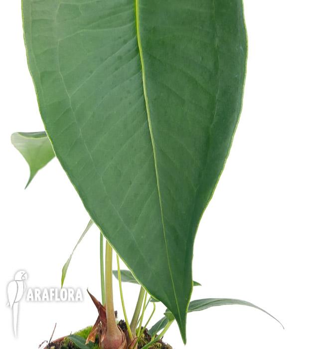 Anthurium peltigerum