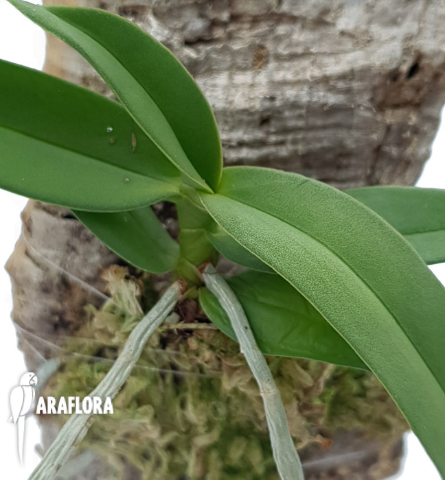 Diaphananthe fragrantissima