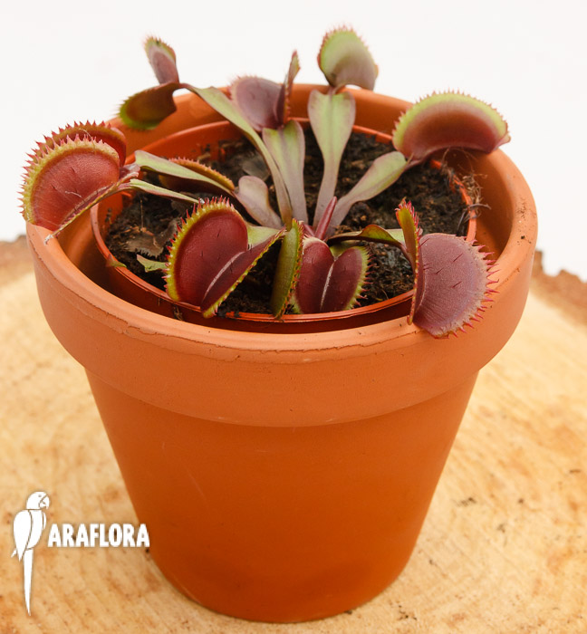 Dionaea muscipula ‘Red Dentist’
