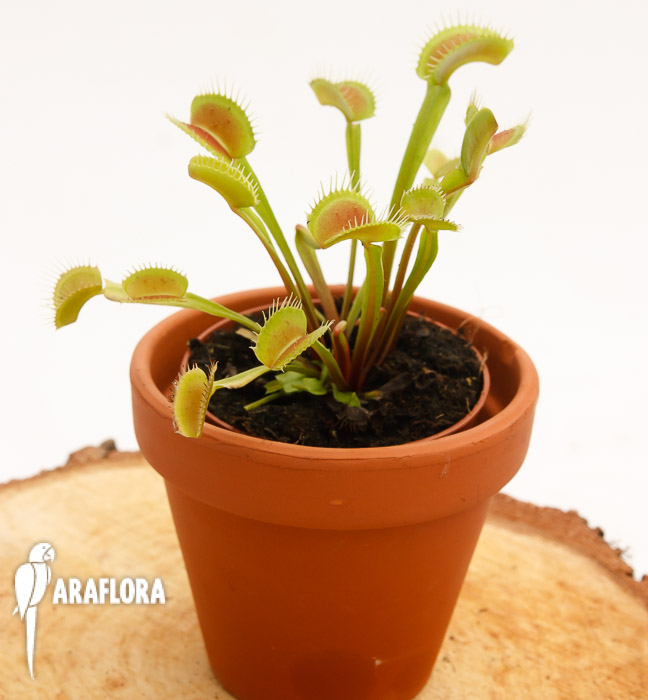 Dionaea muscipula ‘Upright Green-Red’