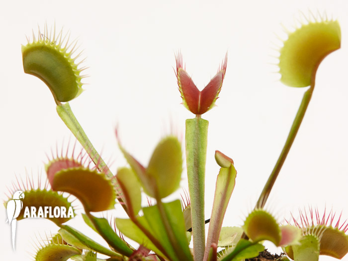 Dionaea muscipula