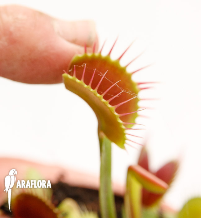Dionaea muscipula