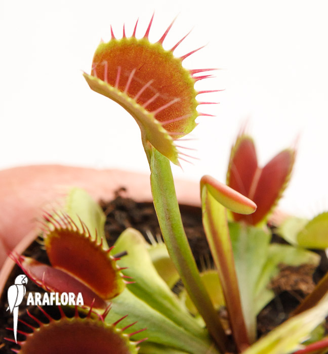 Dionaea muscipula