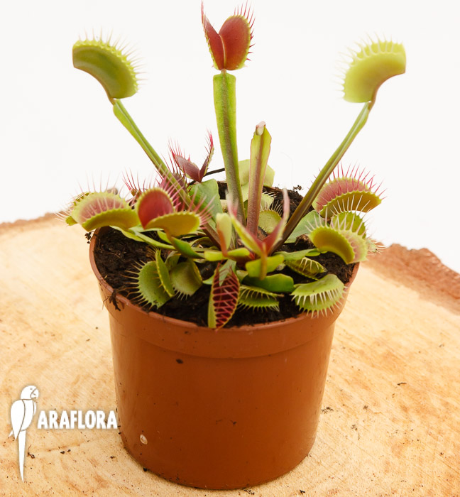 Dionaea muscipula ‘Venus vliegenval’