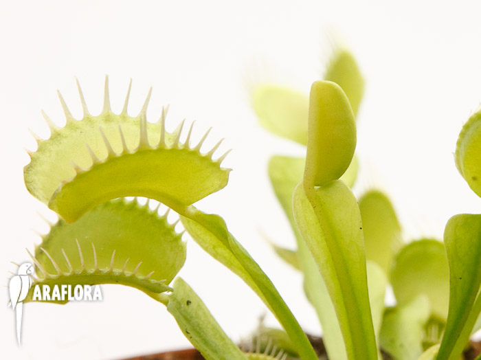 Dionaea muscipula