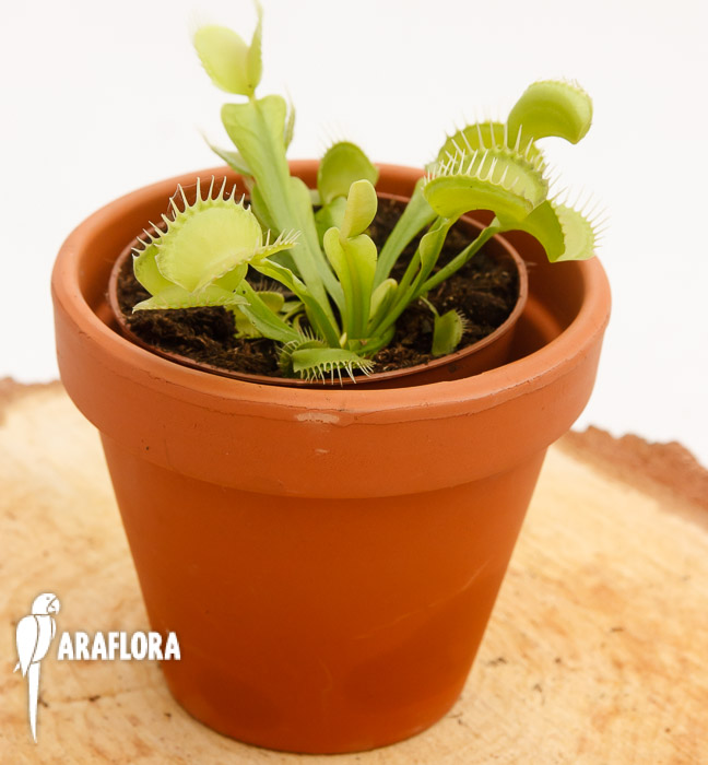 Dionaea muscipula