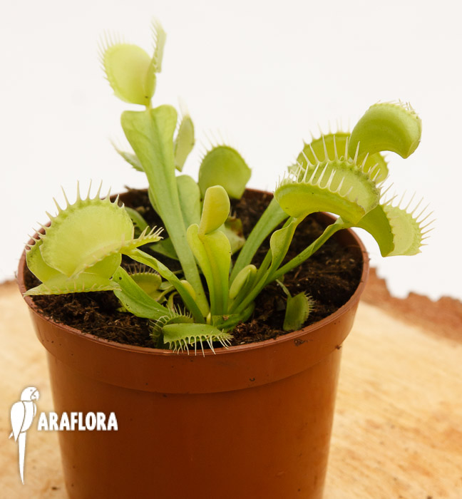 Dionaea muscipula