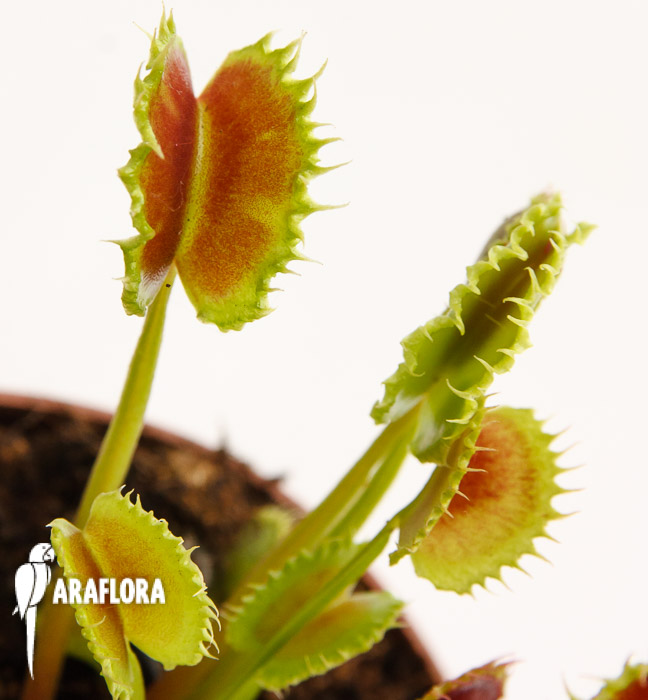 Dionaea muscipula ’the Zipp’