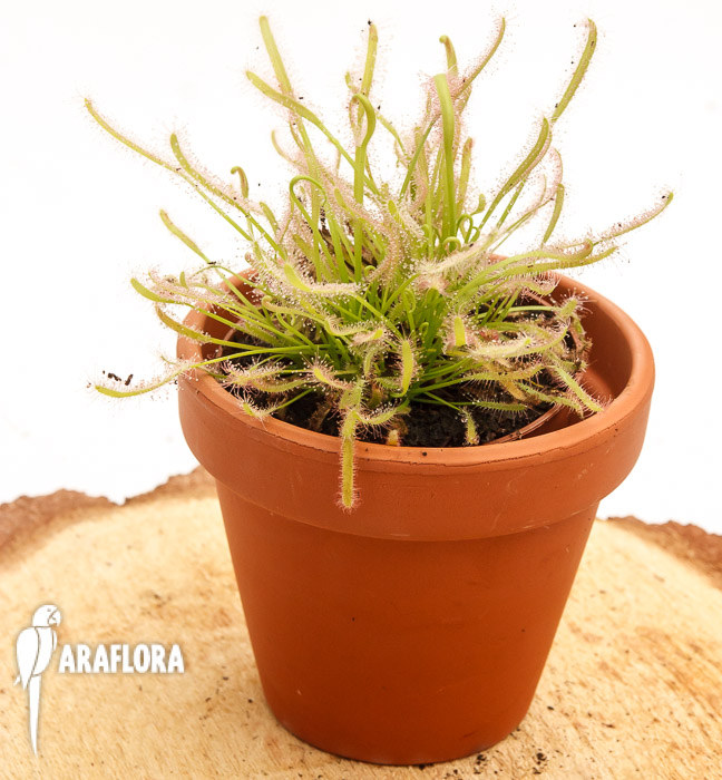 Drosera capensis ‘Alba’