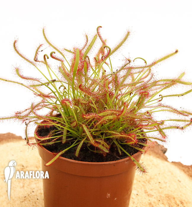 Drosera capensis ‘Red’