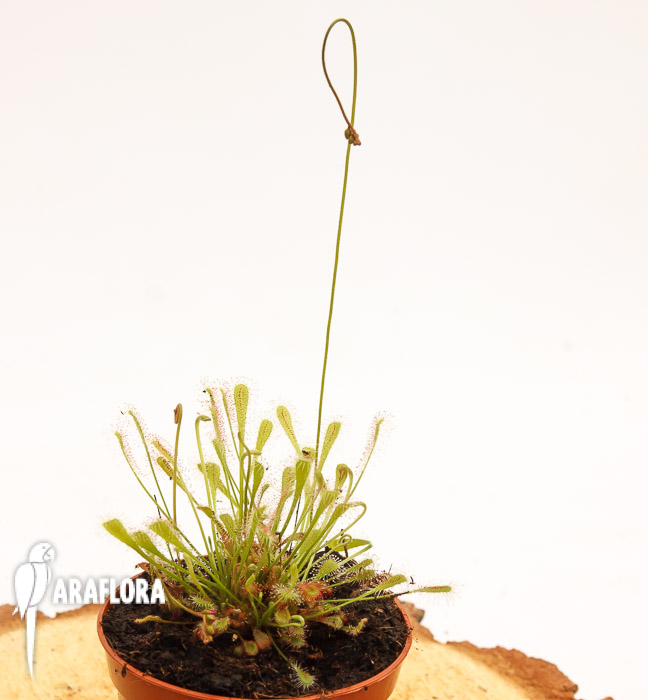 Drosera nidiformis
