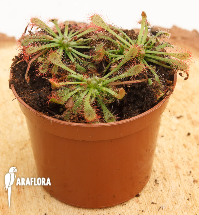 Drosera oblanceolata