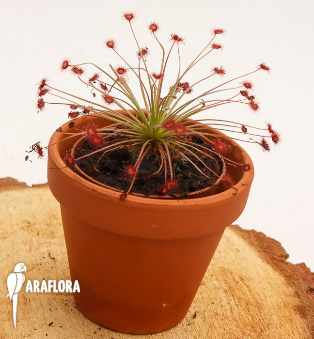 Drosera paradoxa