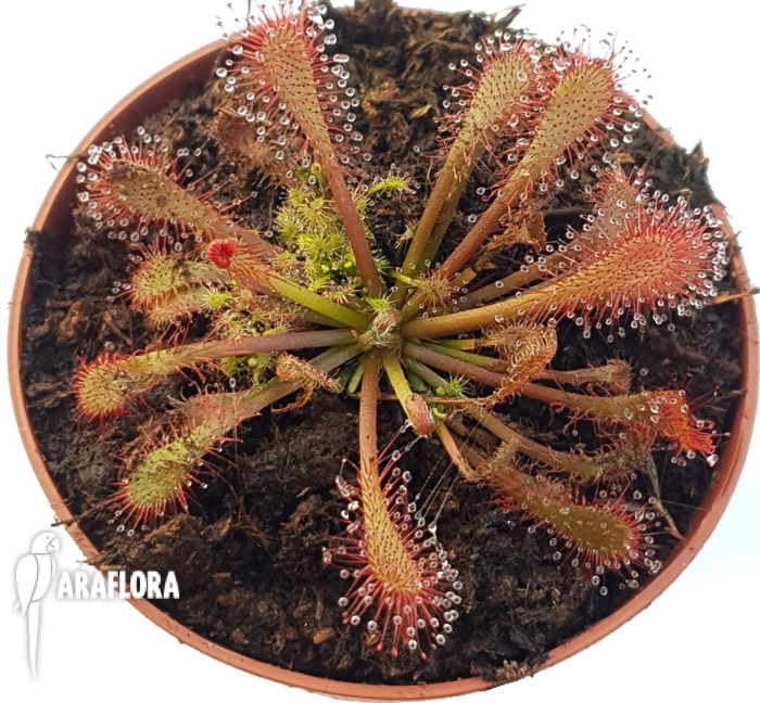Drosera spatulata ‘China’