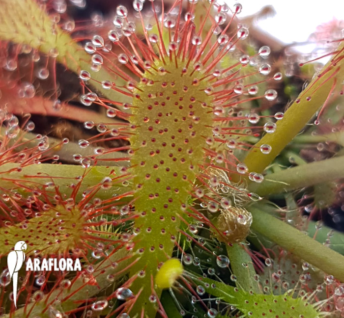 Drosera spatulata ‘China’