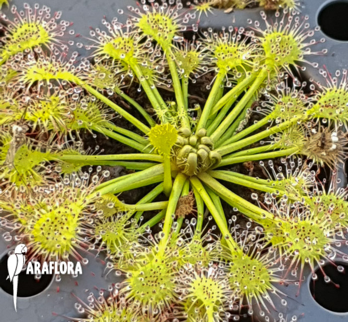 Drosera x beleziana ‘Starter’