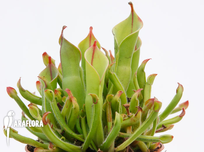 Heliamphora minor