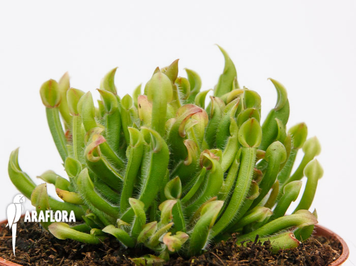 Heliamphora nutans