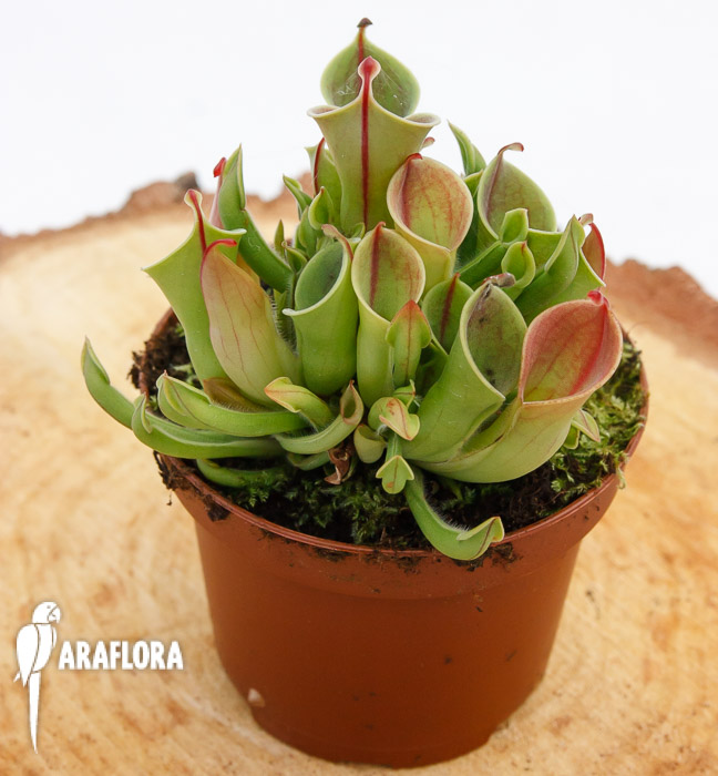 Heliamphora x heterodoxa x minor