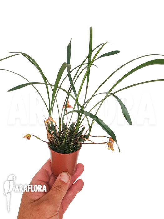 Maxillaria cerifera