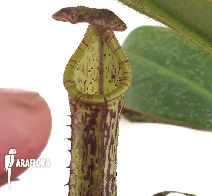 Nepenthes fusca