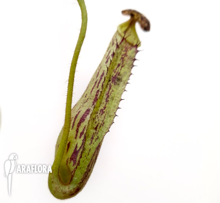 Nepenthes fusca