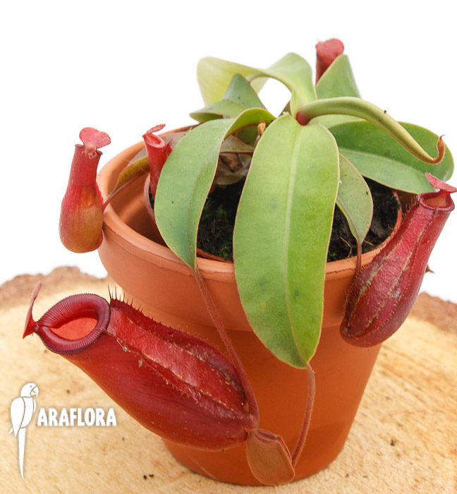 Nepenthes x ‘Bloody Mary’