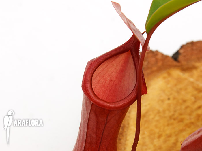 Nepenthes x ventrata