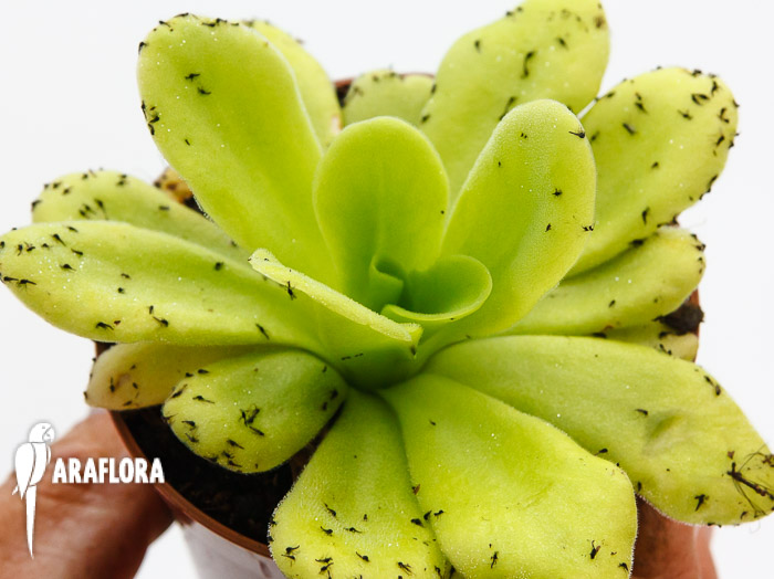 Pinguicula agnata