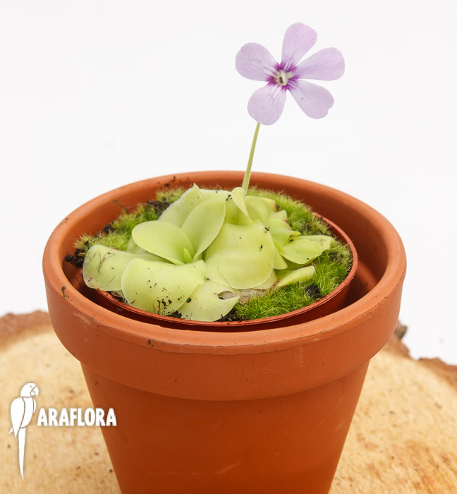 Pinguicula x ‘Tina’