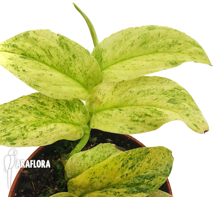 Rhaphidophora korthalsii variegated