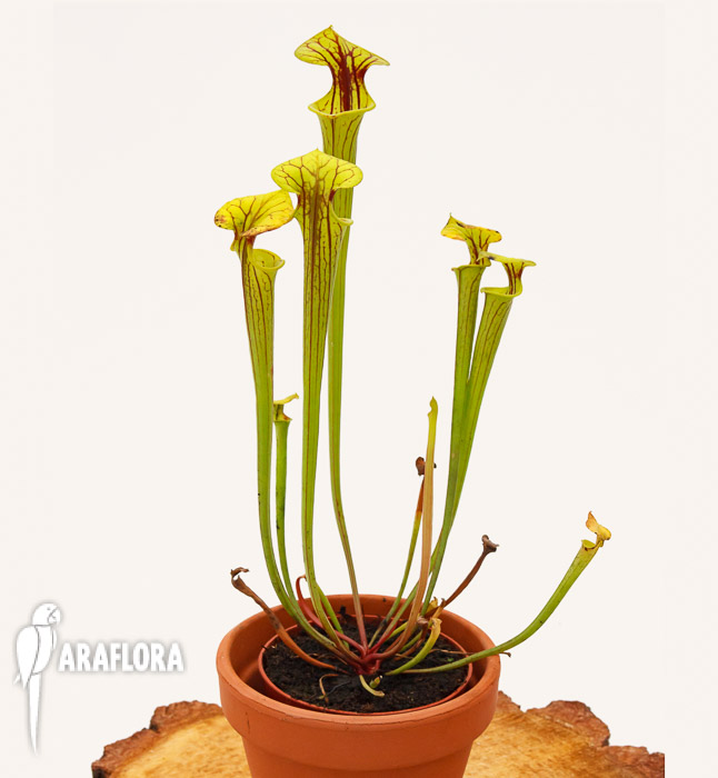 Sarracenia flava ‘Redneck’