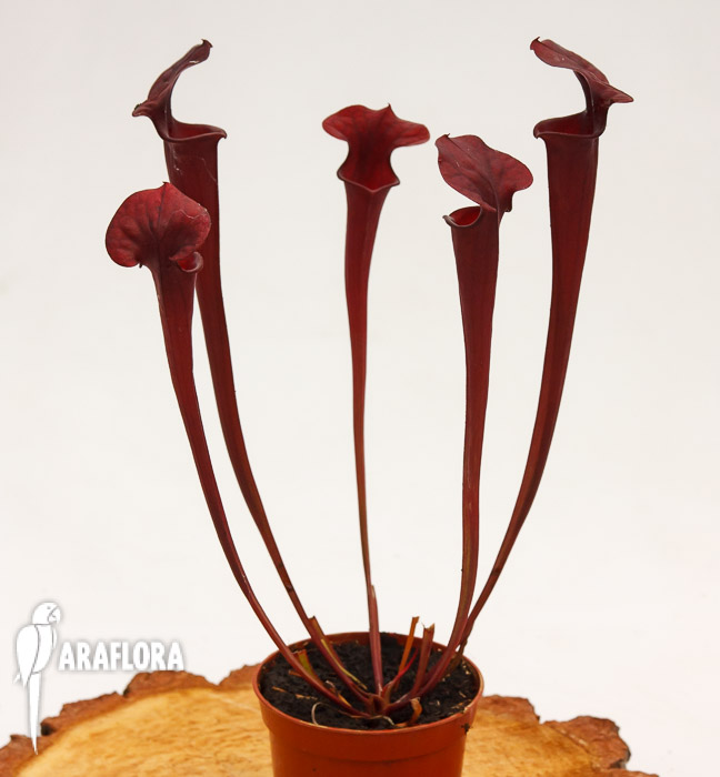 Sarracenia flava var. Rubricorpora