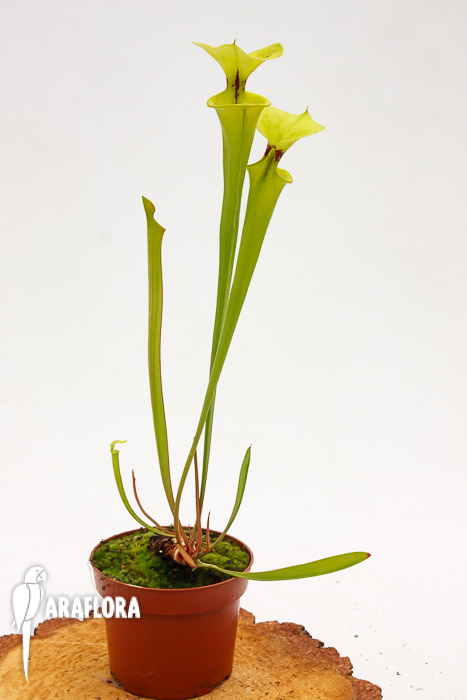 Sarracenia flava var. Rugelii