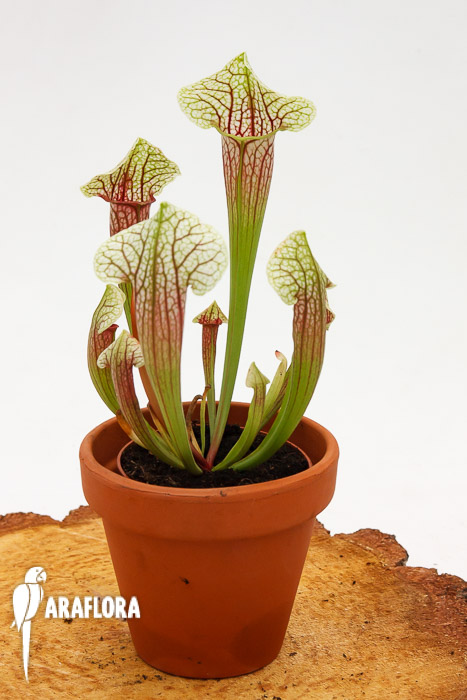 Sarracenia x ‘Eva’