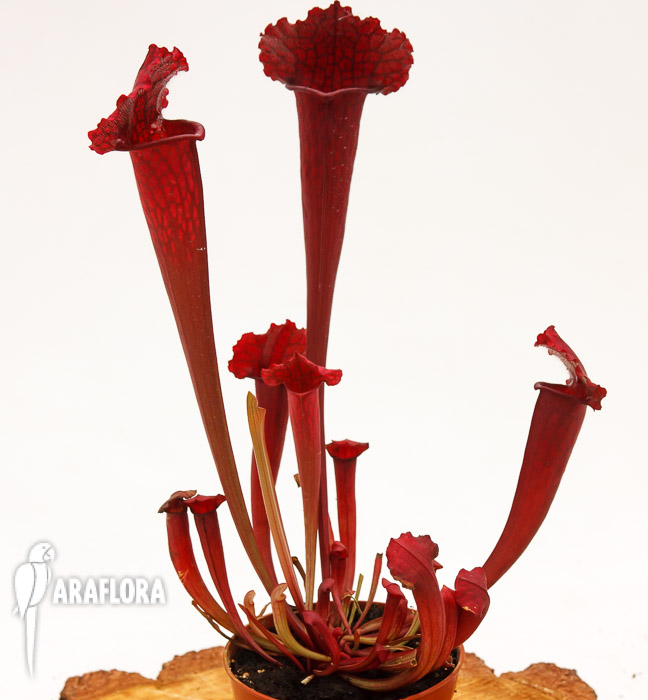 Sarracenia x ‘juthatip Soper’