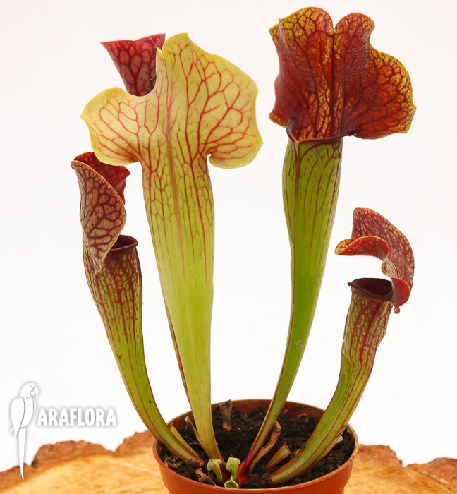 Sarracenia x ‘Ray’
