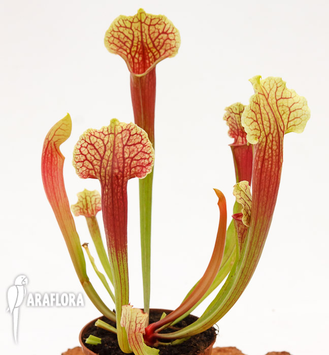 Sarracenia x ‘Smoorii’