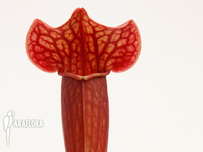 Sarracenia x ‘Tess’