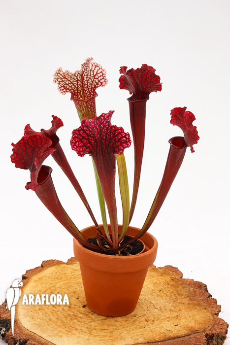 Sarracenia x ‘Thomas’