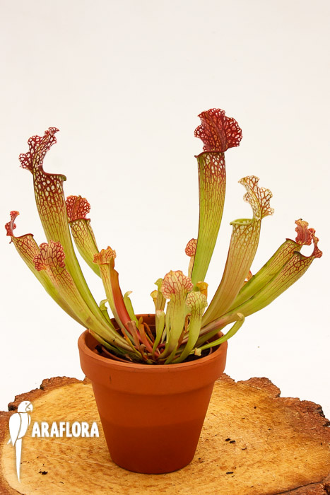 Sarracenia x ‘Velvet’