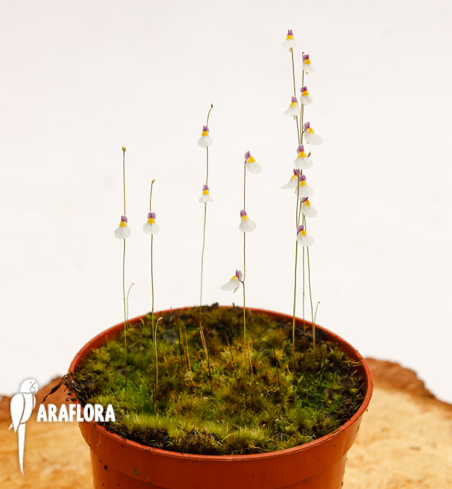 Utricularia parthenopipes